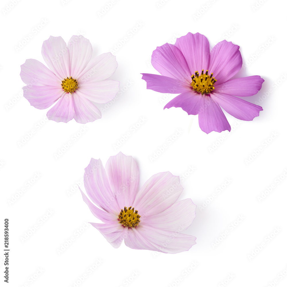 Beautiful pastel pink flowers isolated at white Beautiful pastel pink flowers isolated at white