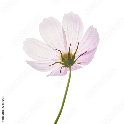 Beautiful pastel pink flowers isolated at white