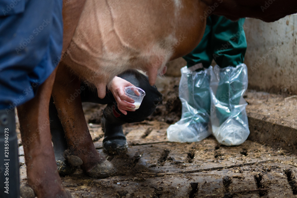 person milk a cow udder by hand person milk a cow udder by hand