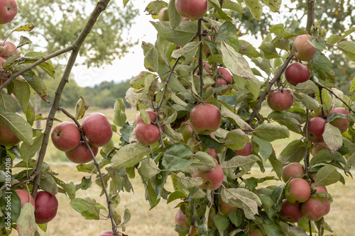 Apfelbaum voll mit roten Äpfel photo