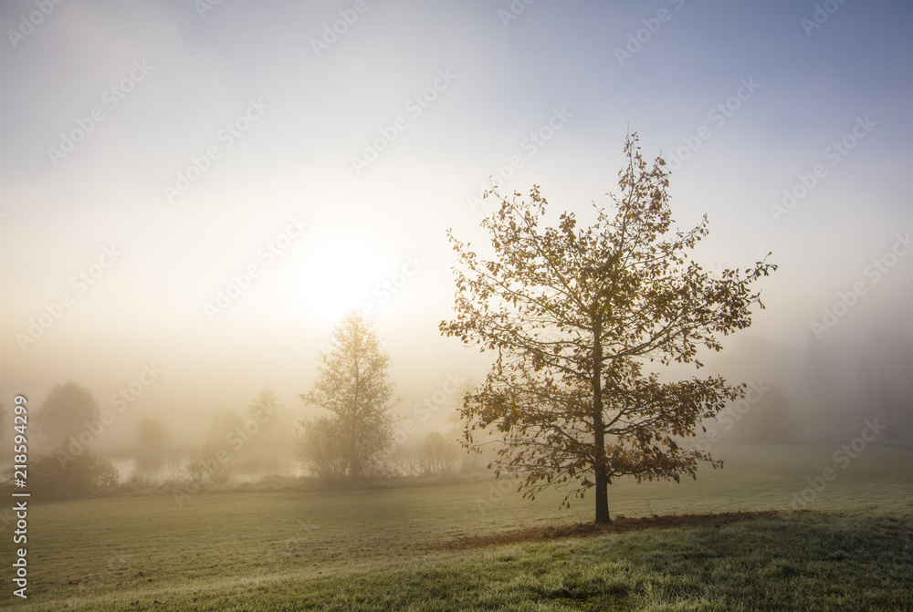 A very foggy autumn morning in Finland. There are autumn trees in the photo. The sun shines brightly in front. A very foggy autumn morning in Finland. There are autumn trees in the photo. The sun shines brightly in front.