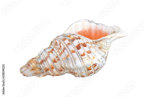 Polynesian Conch Shell Horn isolated on white background
