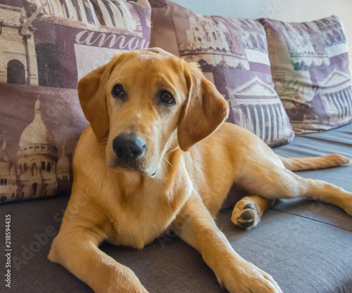 Naklejka labrador 