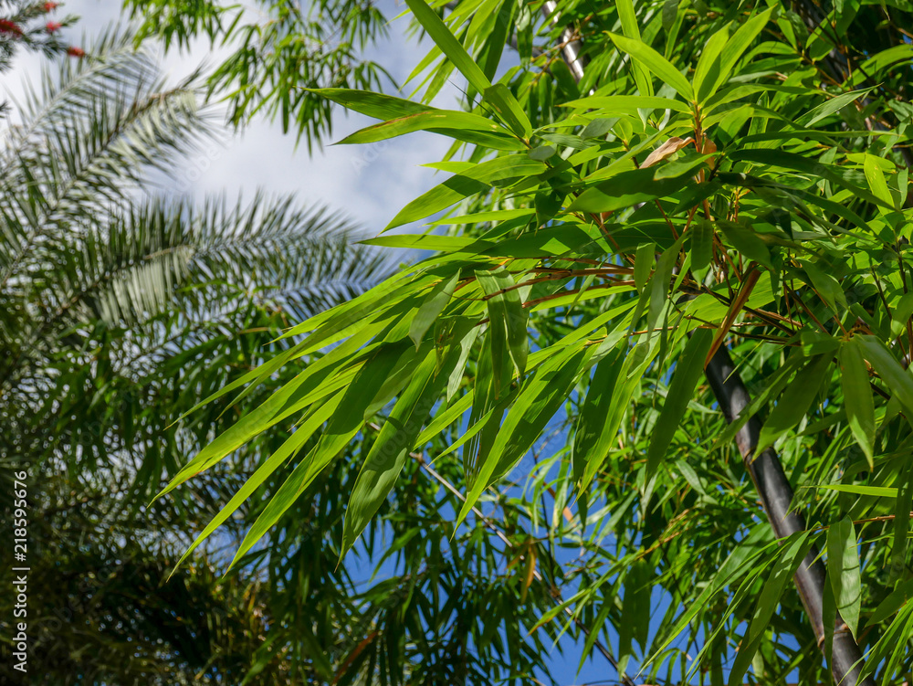 Obraz background texture green bamboo tree