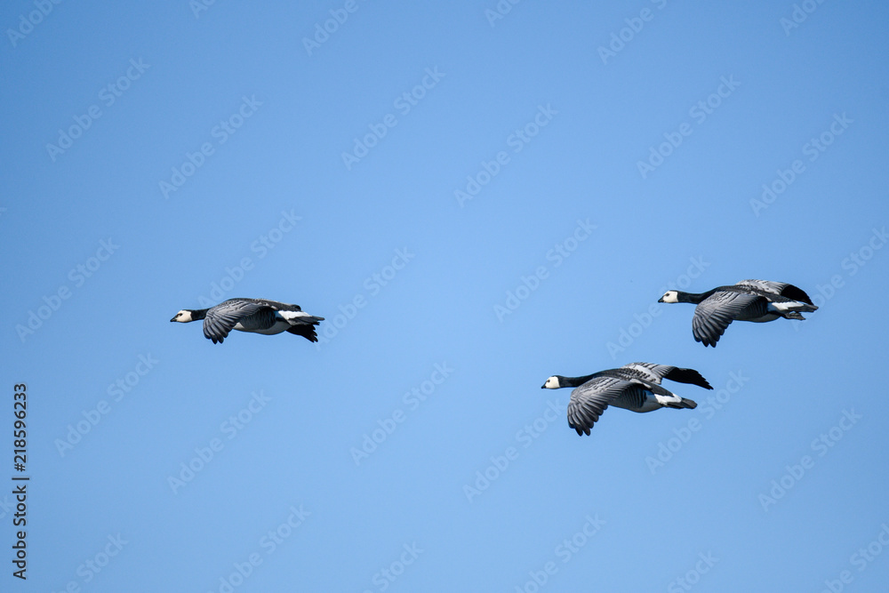 Obraz premium three white-headed geese flying in formation