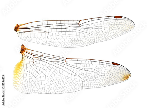 Dragonfly wings on white background