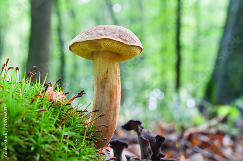 Good edible mushroom Boletus subtomentosus growing in the forest