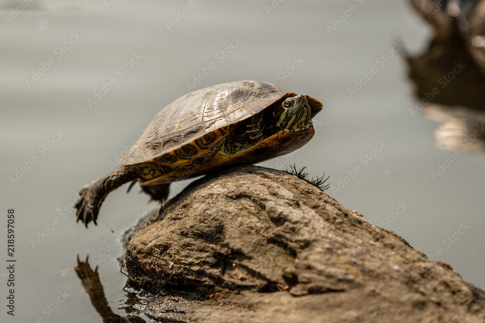 Red eared slider taking a sunbath on the rocks of turtle pond in central park Red eared slider taking a sunbath on the rocks of turtle pond in central park