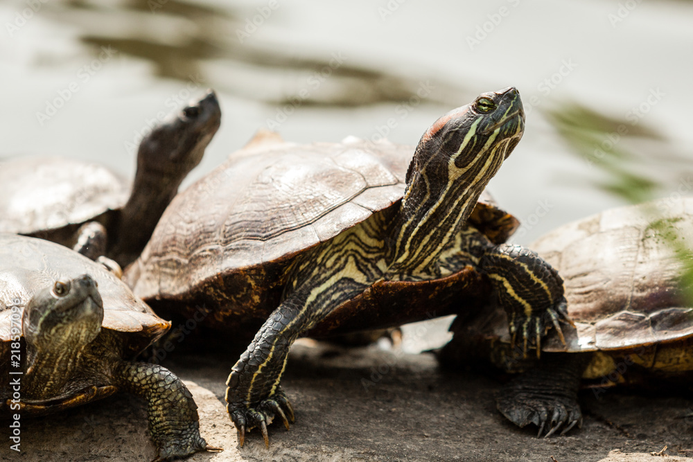 red eared slider sitting at the turtle pond in new york central park