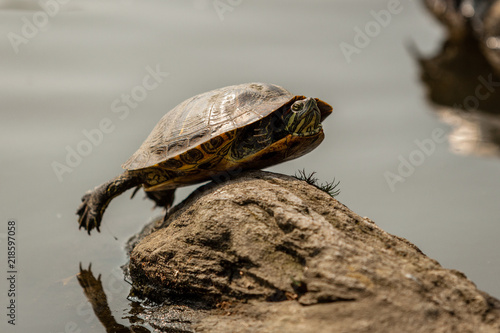 Red eared slider taking a sunbath on the rocks of turtle pond in central park