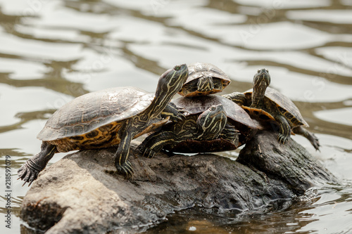 a group of red eared sliders sitting at the turtle pond in new york central park