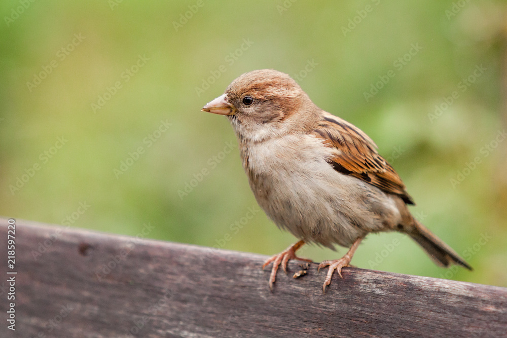 Sparrow sitting on a park bench in the greens Sparrow sitting on a park bench in the greens
