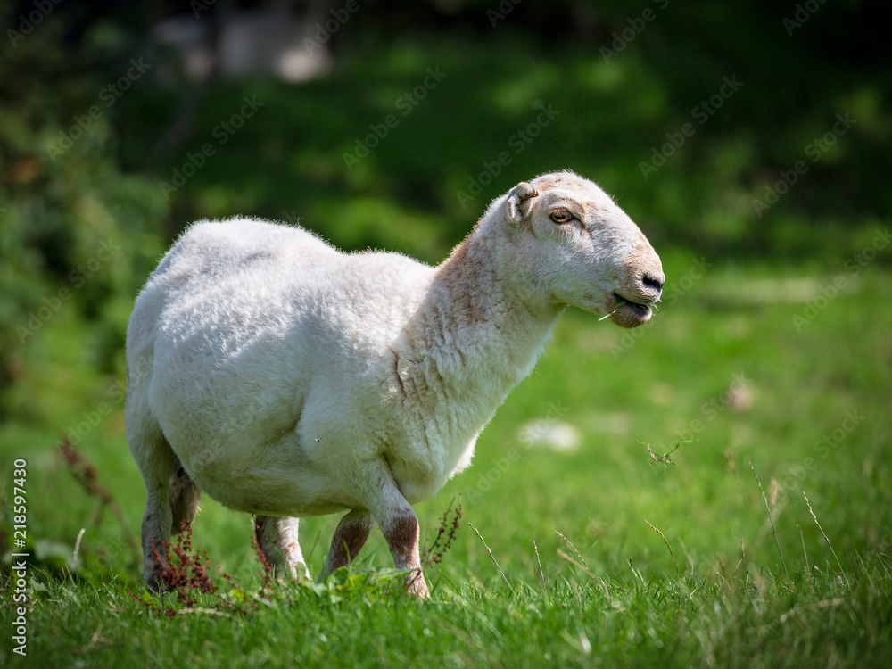 Snowdonia Hill Landscape National Park in Wales at Mount Snowdon