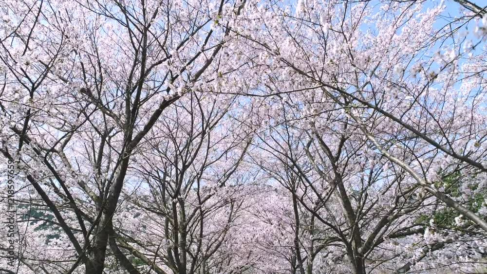 1804_sakura_drone_003a 1804_sakura_drone_003a