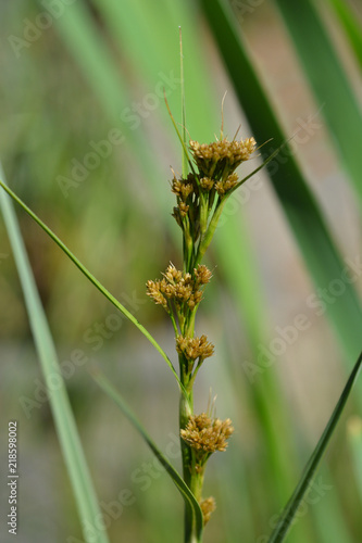 Swamp sawgrass photo