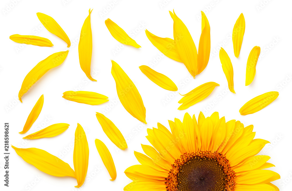Naklejka premium Sunflower Concept Isolated on White Background