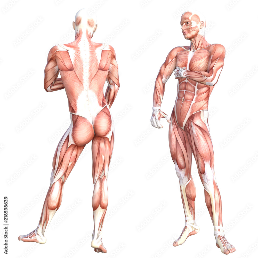 Conceptual anatomy healthy skinless human body muscle system set. Athletic young adult man posing for education, fitness sport, medicine isolated on white background. Biology science 3D illustration Conceptual anatomy healthy skinless human body muscle system set. Athletic young adult man posing for education, fitness sport, medicine isolated on white background. Biology science 3D illustration