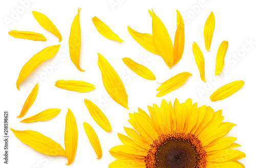 Sunflower Concept Isolated on White Background
