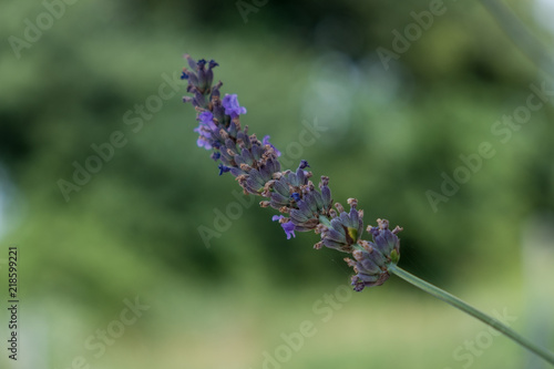 Fototapeta Naklejka Na Ścianę i Meble -  Lavender