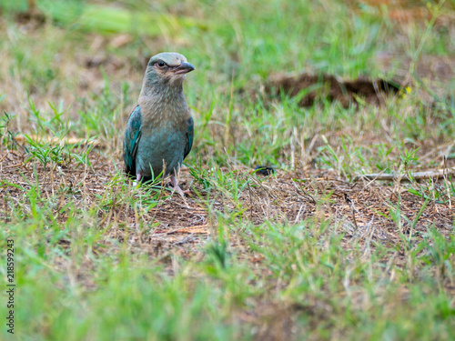 Ghiandaia Marina (coracias garrulus) photo