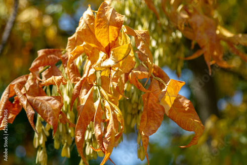 Orange leaves on a tree in autumn. Yellowing leaves on a tree. Autumn beauty. Lushness of autumn colors  wilting of trees. Yellow drying leaves of trees.