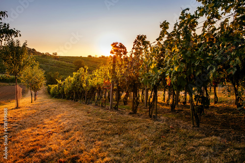 Vineyard with sunbeams at sunset on autumn day before harvest. © Rostislav Sedlacek