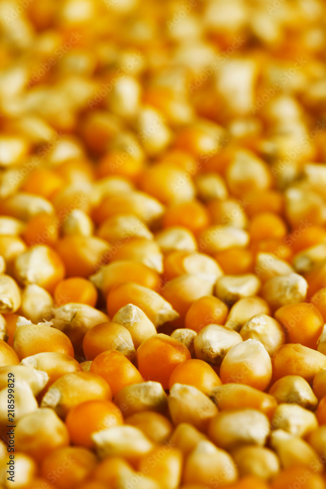 Yellow corn seed background. Close up of food grains. Yellow corn seed background. Close up of food grains.