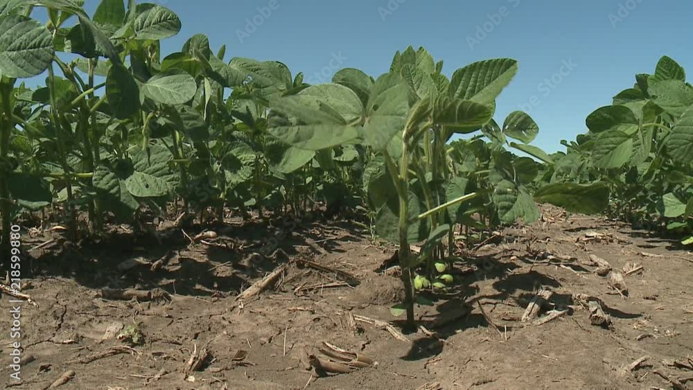 soybean field about halfway through the product's growth cycle. Soybeans blowing in the wind on a summer day soybean field about halfway through the product's growth cycle. Soybeans blowing in the wind on a summer day