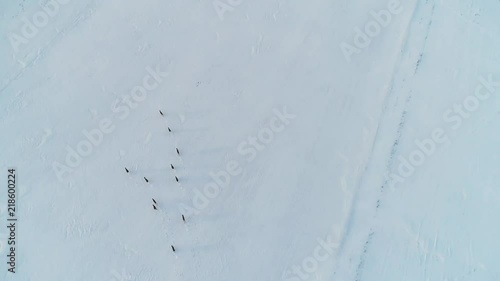 group of roe deer in winter fields photo
