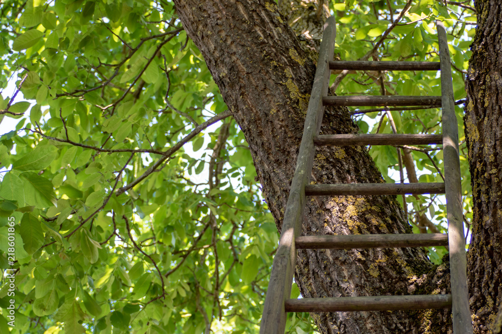 Fototapeta premium Leiter im Baum