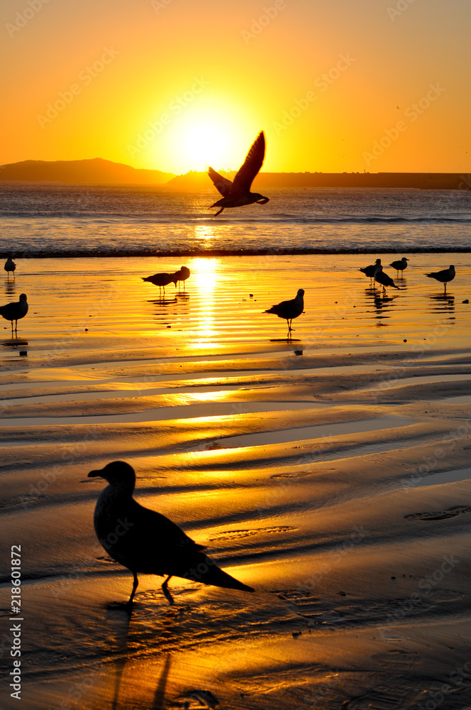 Scenic coastal view with seagulls at sunset 1