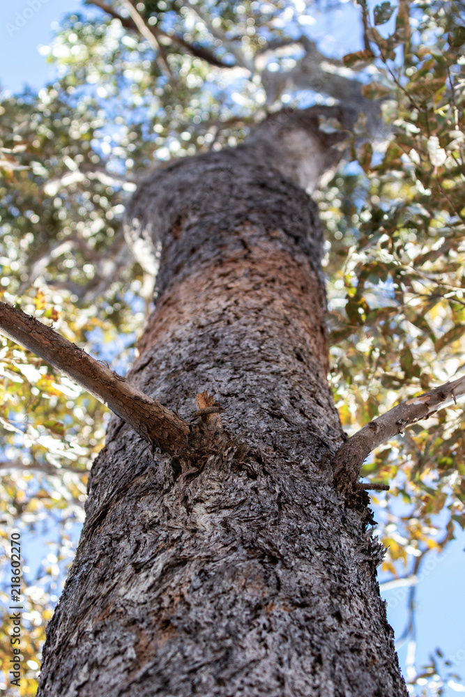 Obraz premium Tree
