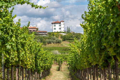 View through rows of vineyards on the Village of Ceglo, also Zegla in famous Slovenian wine growing region of Goriska Brda and orchards, lit by sun and clouds in background