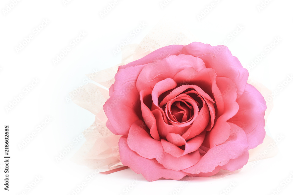 Fototapeta premium Piękna menchii róża odizolowywał kwiatu miłości pojęcie na białym tle