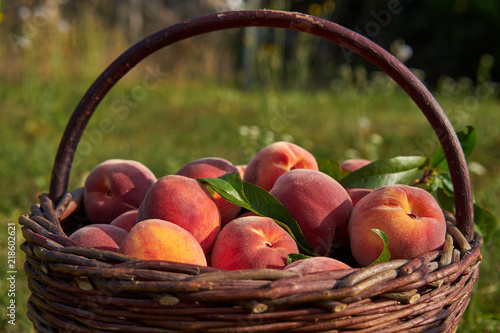 Fotografie Close up Picture of red riped peaches, sweet, juicy, tasty in vintage wickerwork hand basket just after picked in the orchard of organic farm or home garden in summer sun