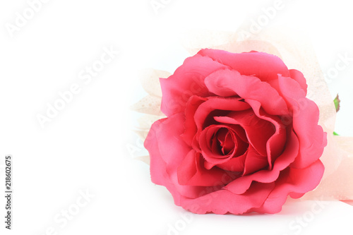 Fototapeta Naklejka Na Ścianę i Meble -   Beautiful Pink rose isolated flower love concept on white background