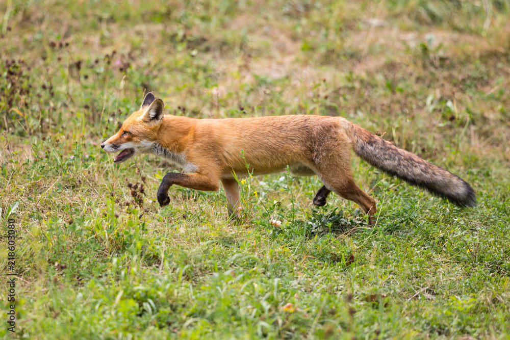 red fox (vulpes vulpes) walking in green grass