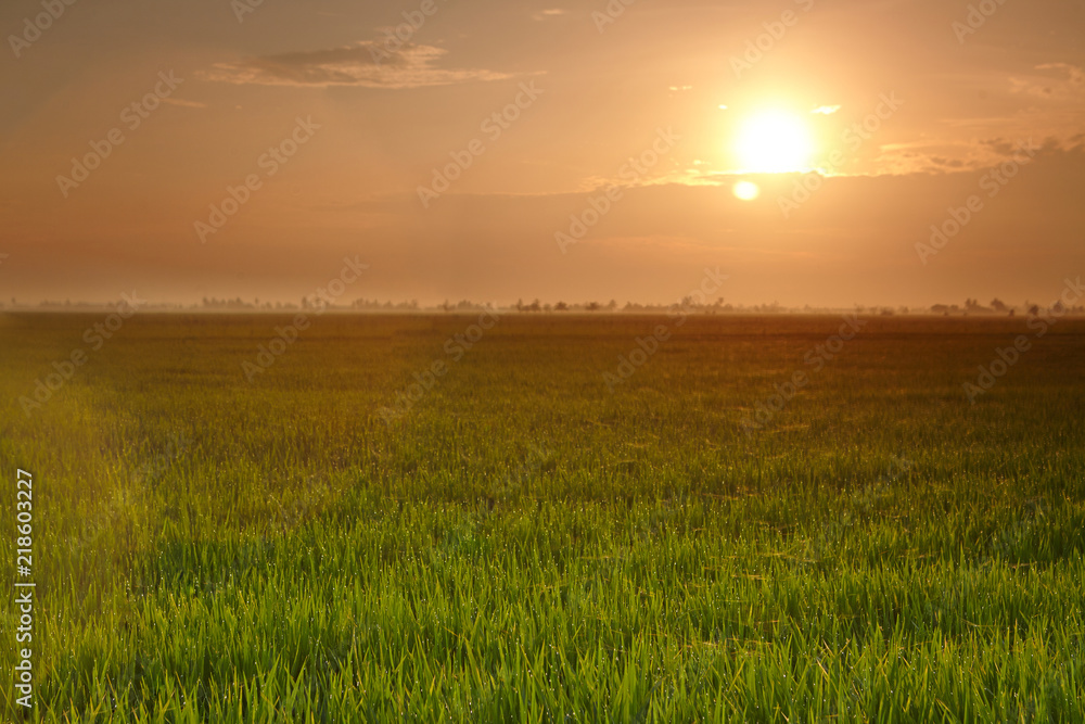View of rice paddy field in the morning