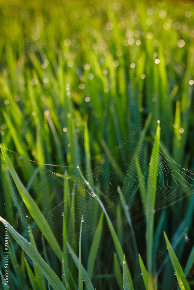 Obraz premium View of a rice paddy field