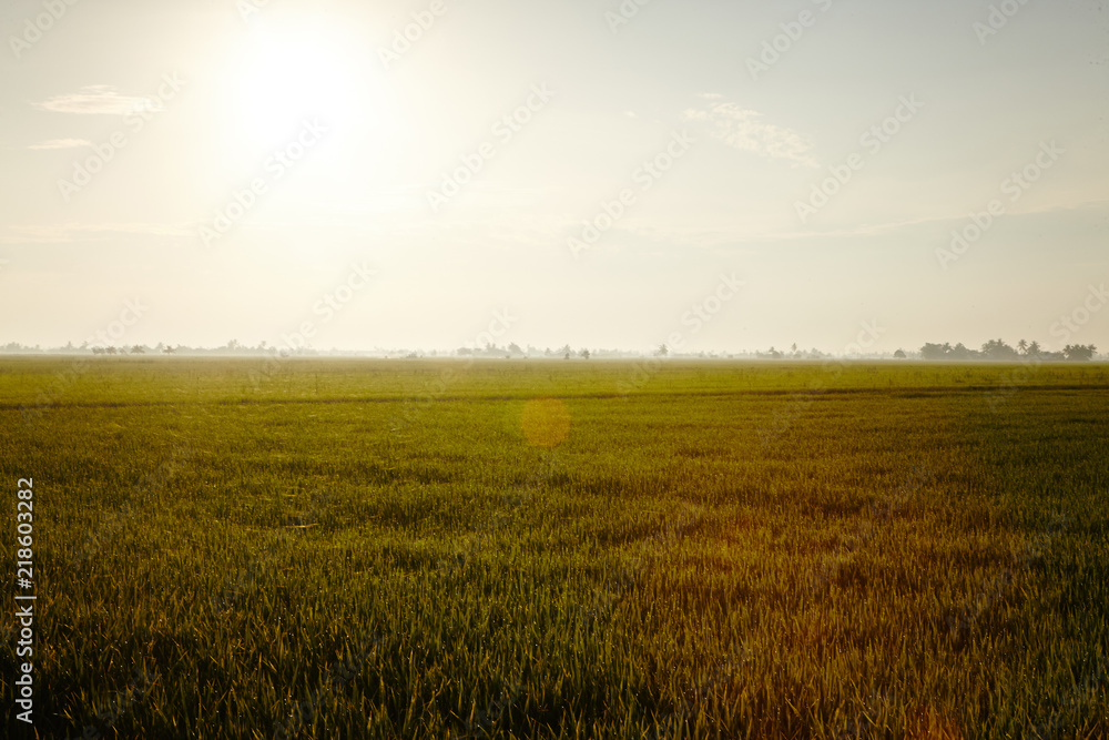 View of rice paddy field in the morning