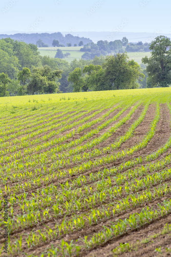 agricultural scenery at spring time