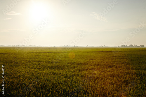 View of rice paddy field in the morning