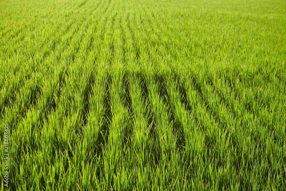 Landscape of a paddy field Landscape of a paddy field