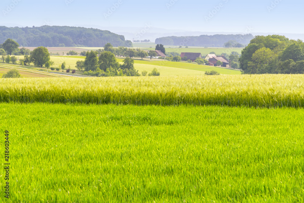 agricultural scenery at spring time