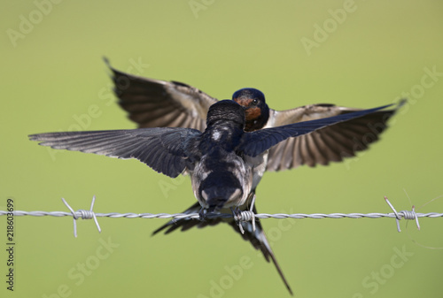 Barn Swallow (Hirundo rustica) juvenile getting fed on barbed wire.