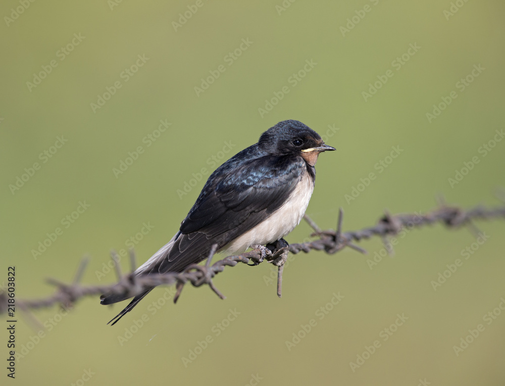 Obraz premium Barn Swallow (Hirundo rustica) juvenile getting fed on barbed wire.