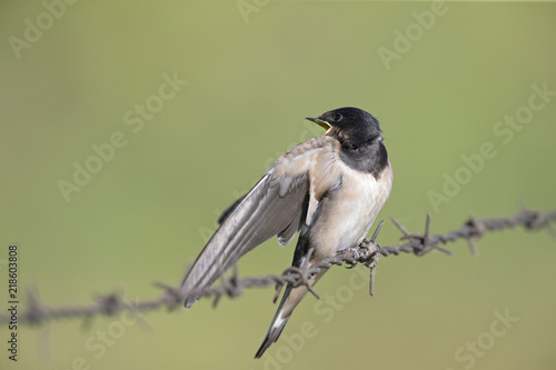 Barn Swallow (Hirundo rustica) juvenile getting fed on barbed wire.