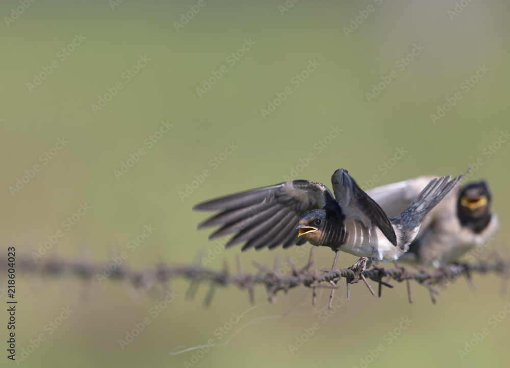 Fototapeta premium Barn Swallow (Hirundo rustica) juvenile getting fed on barbed wire.