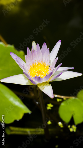The beautiful lotus