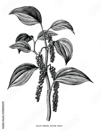 Black pepper branch hand draw vintage clip art isolated on white background